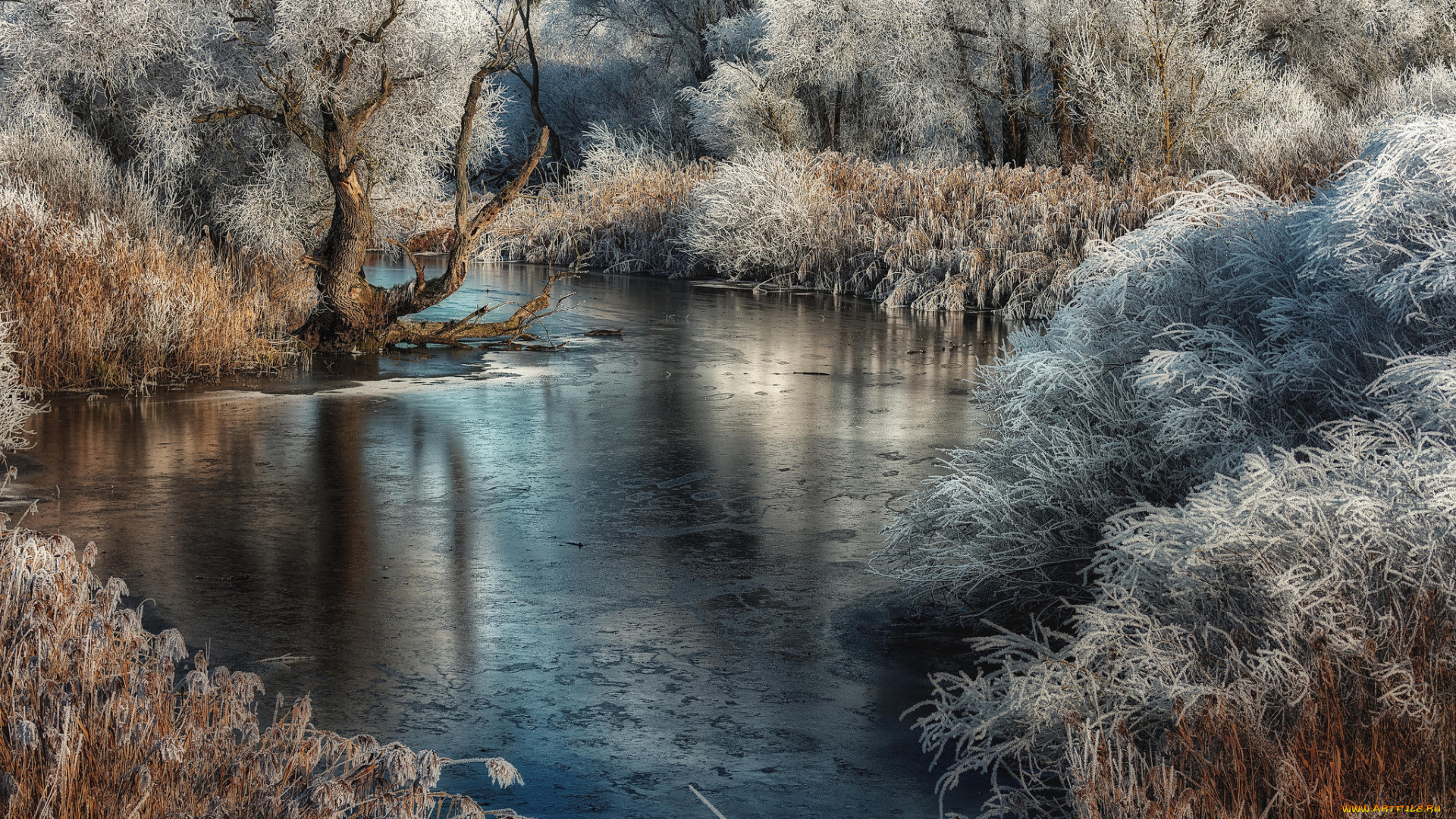 природа, реки, озера, лес, река