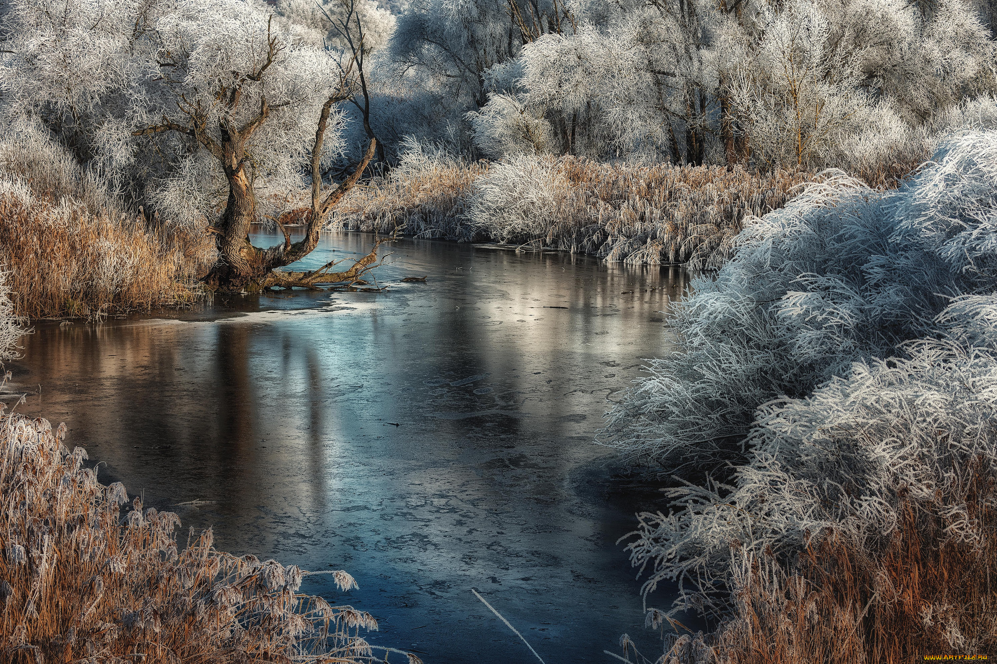 природа, реки, озера, лес, река