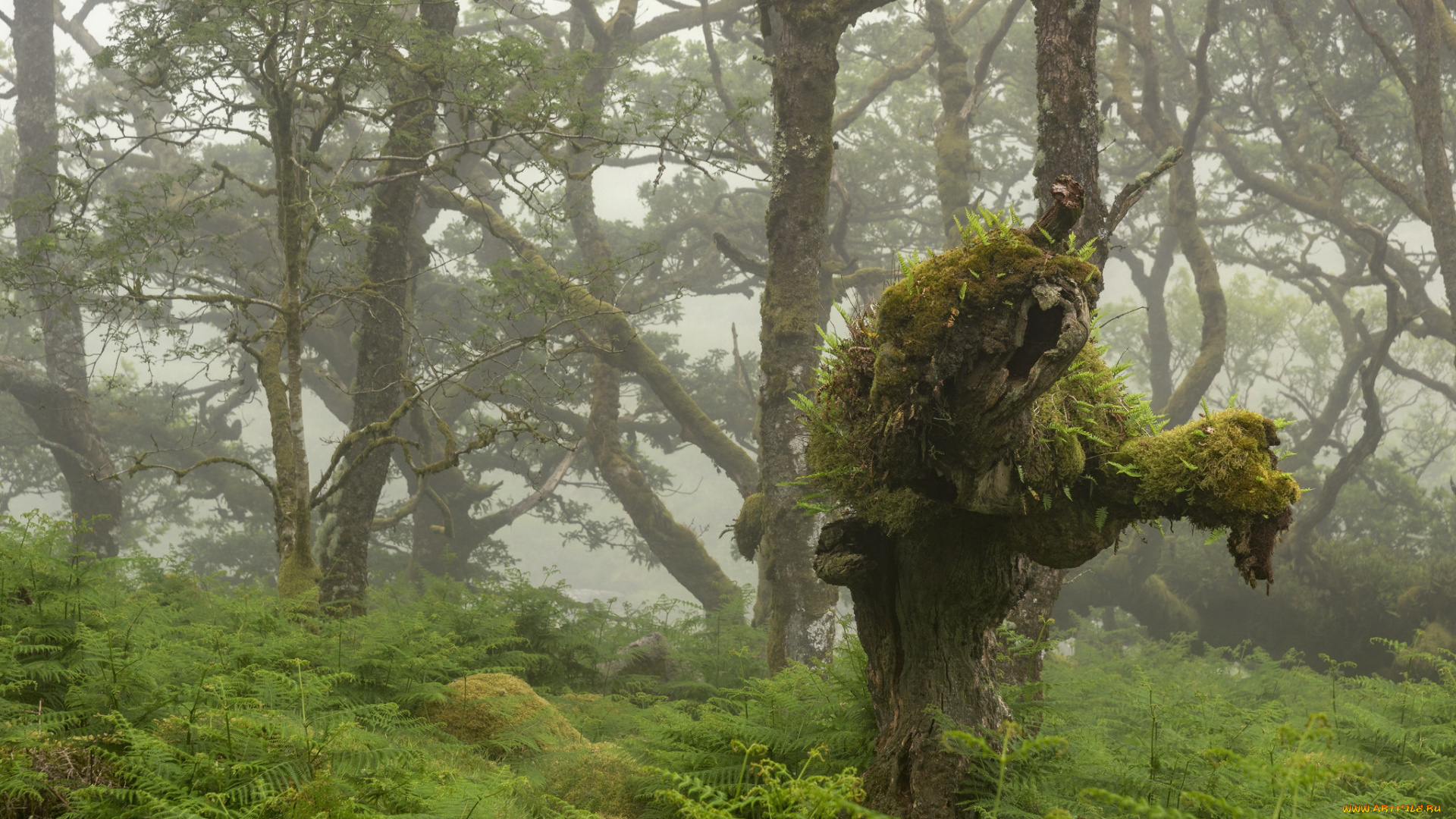 природа, лес, простор