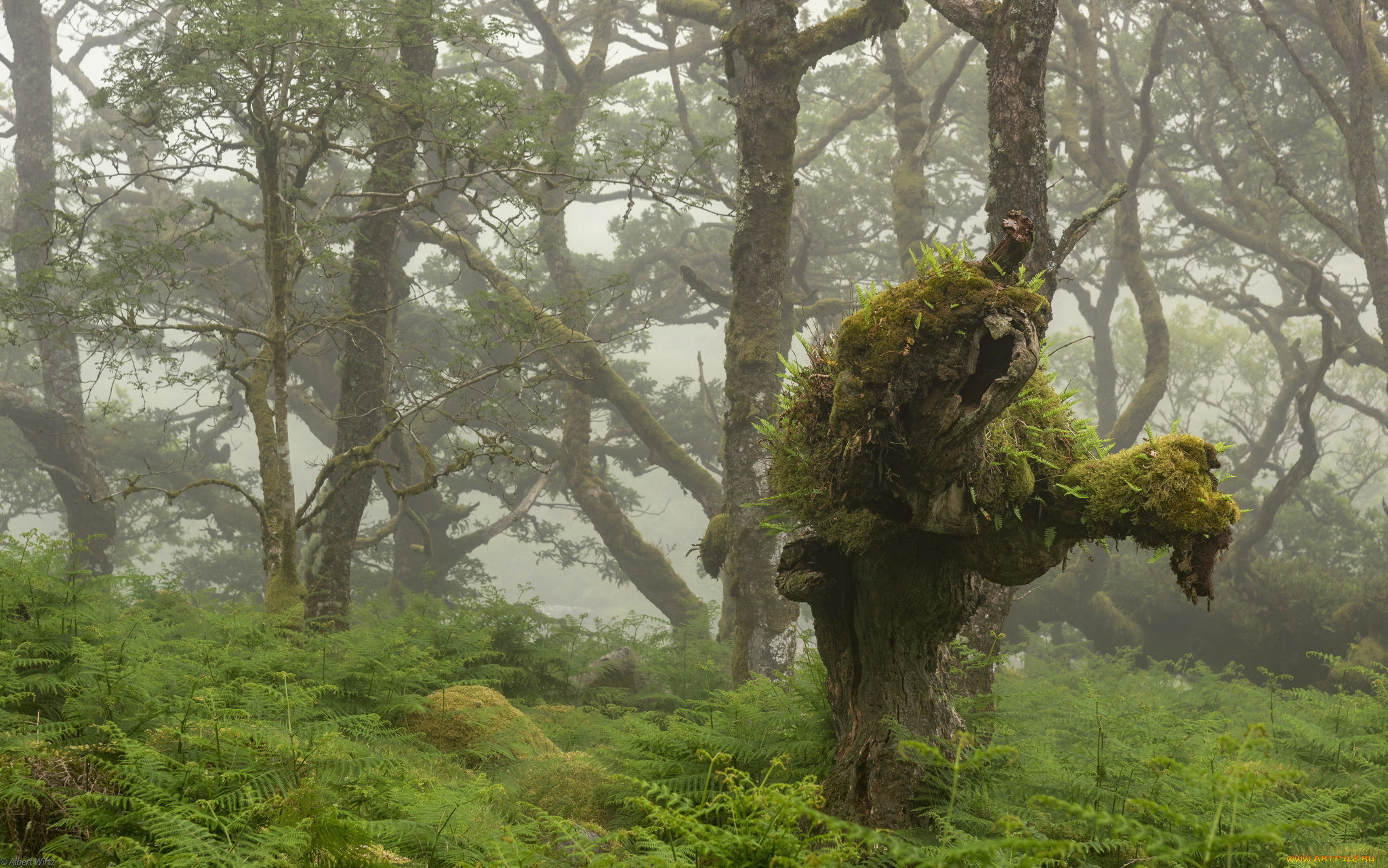 природа, лес, простор