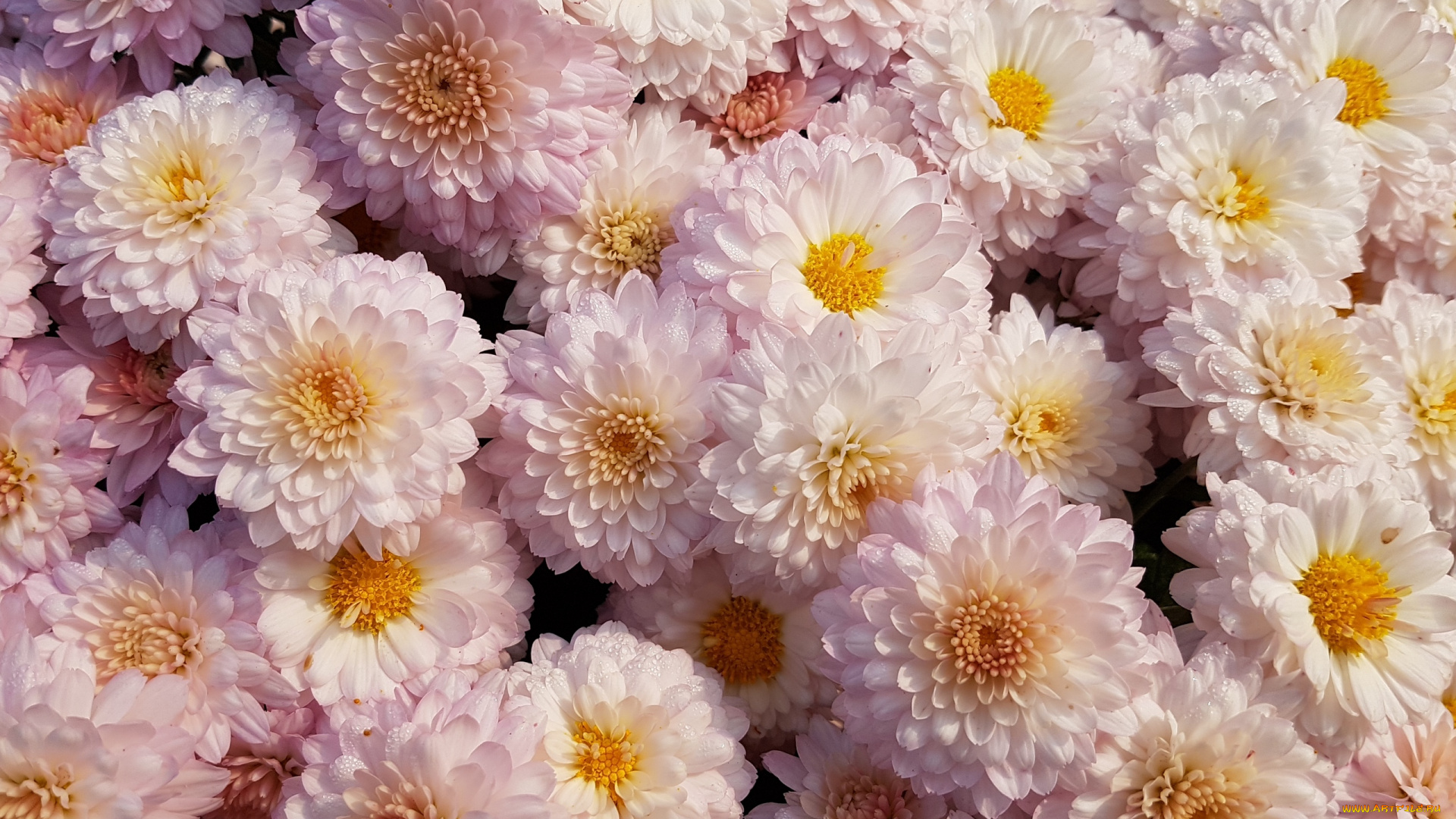 цветы, хризантемы, много