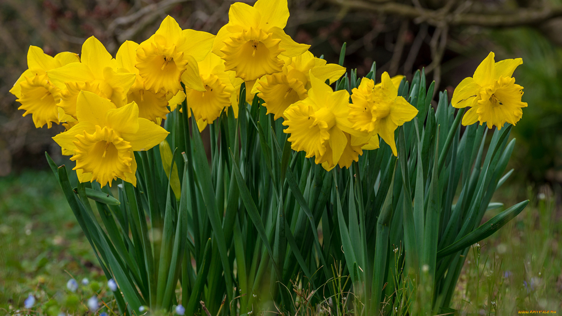 цветы, нарциссы, желтый