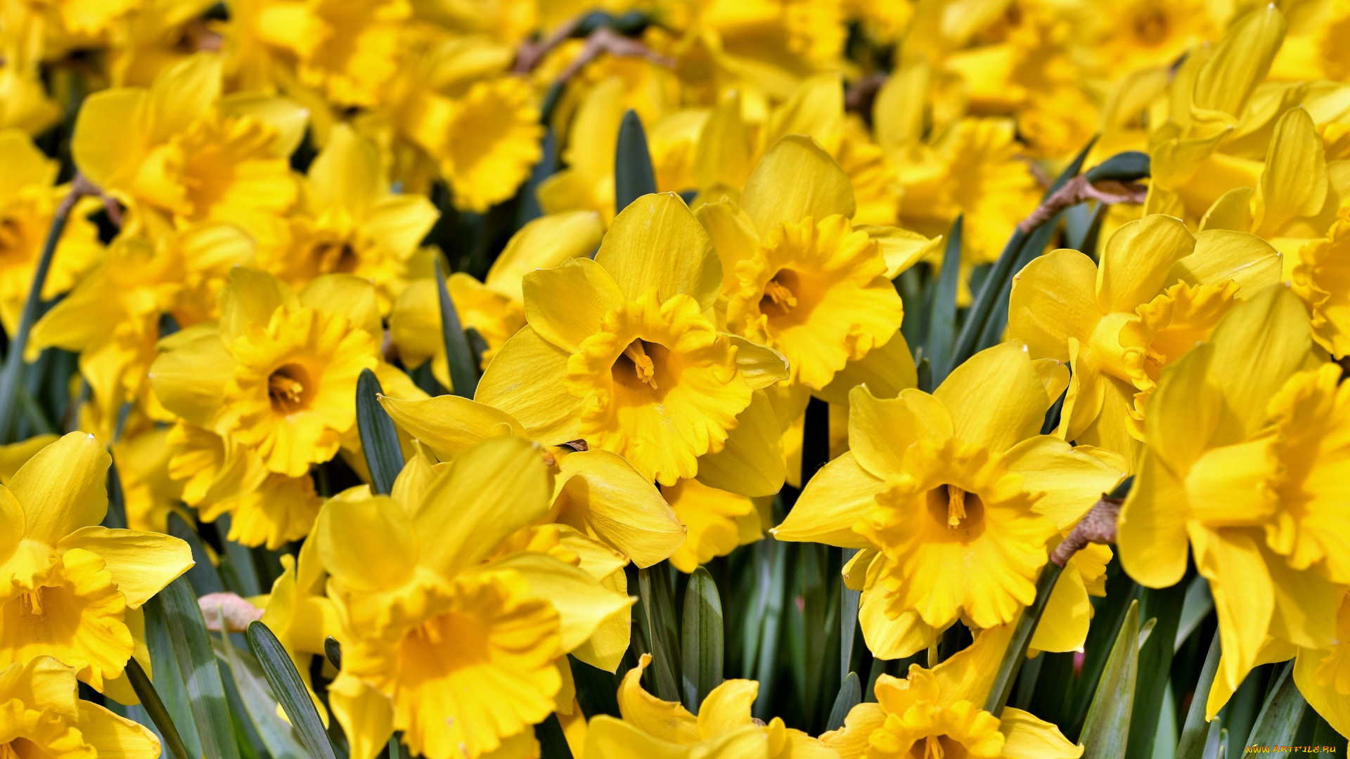 цветы, нарциссы, желтый