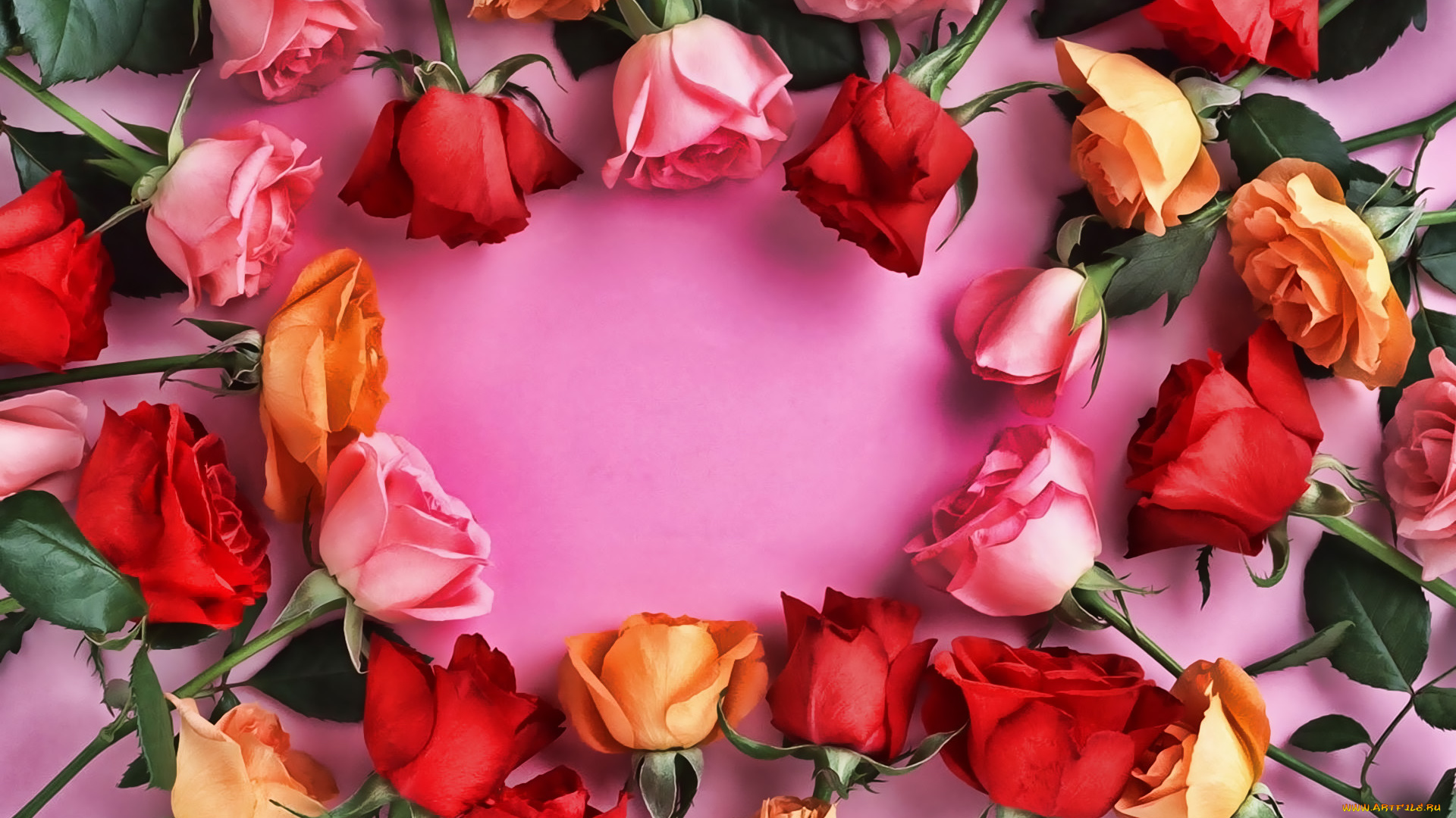 цветы, розы, бутоны, разноцветные