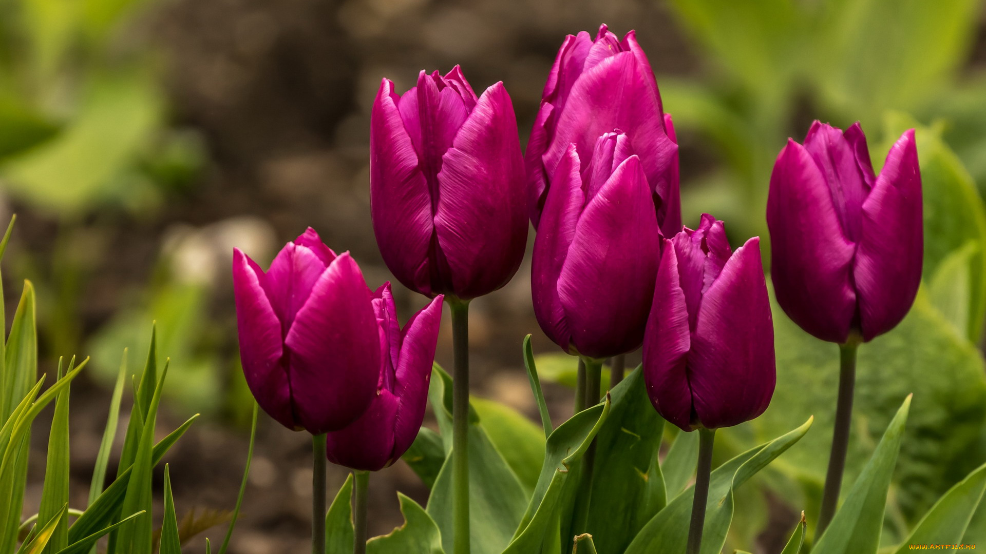 цветы, тюльпаны, лиловый