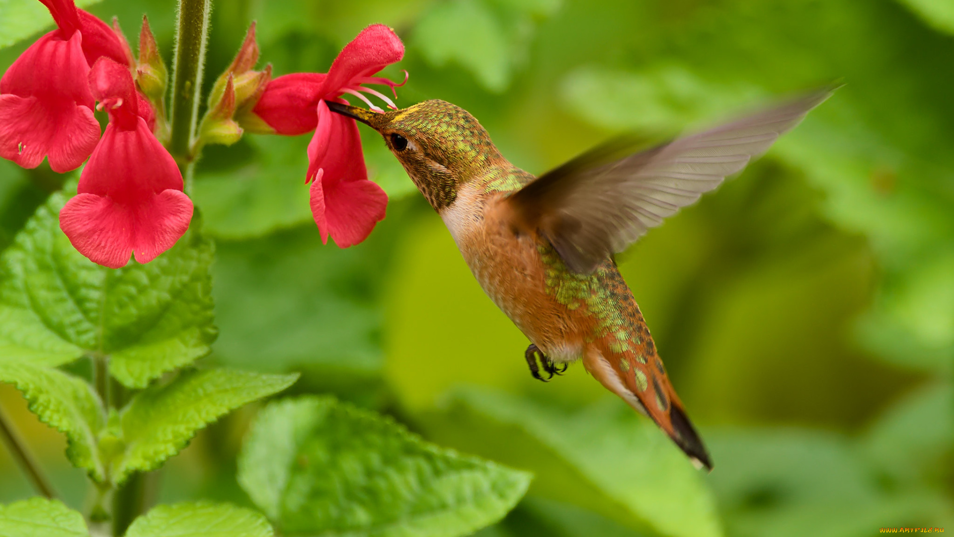 животные, колибри, martin, dollenkamp