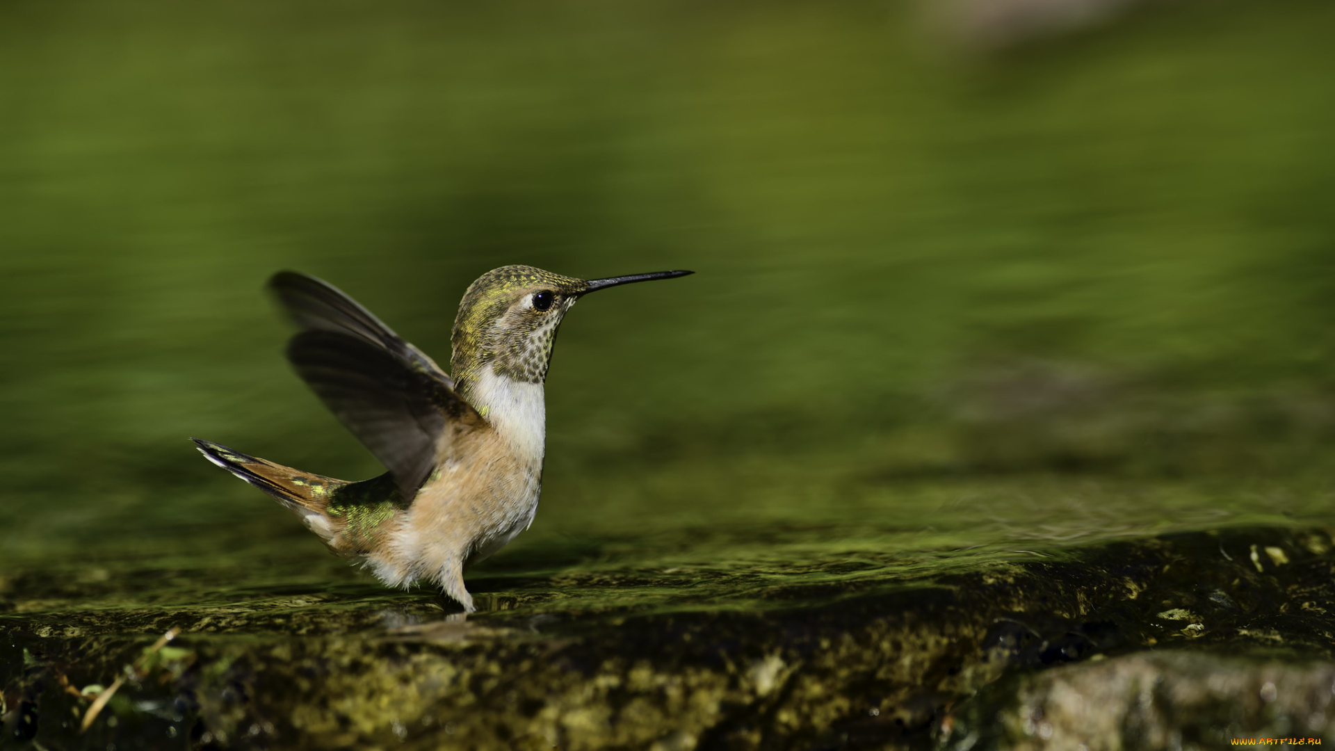 животные, колибри, martin, dollenkamp