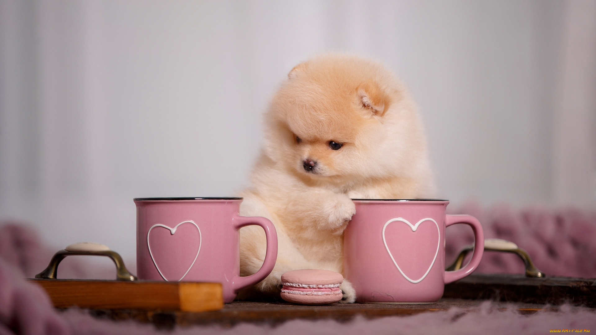 животные, собаки, шпиц