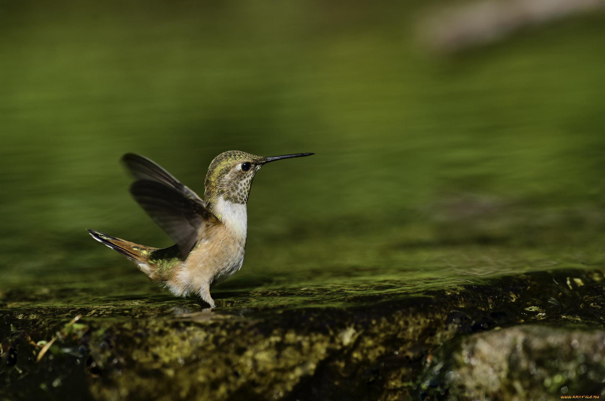 животные, колибри, martin, dollenkamp