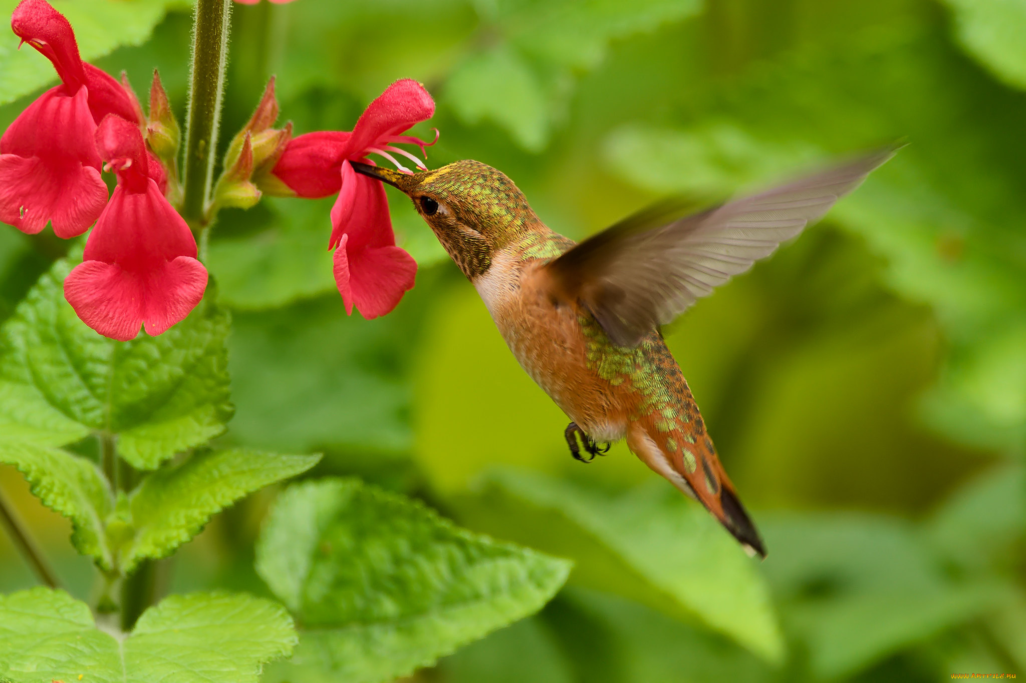 животные, колибри, martin, dollenkamp