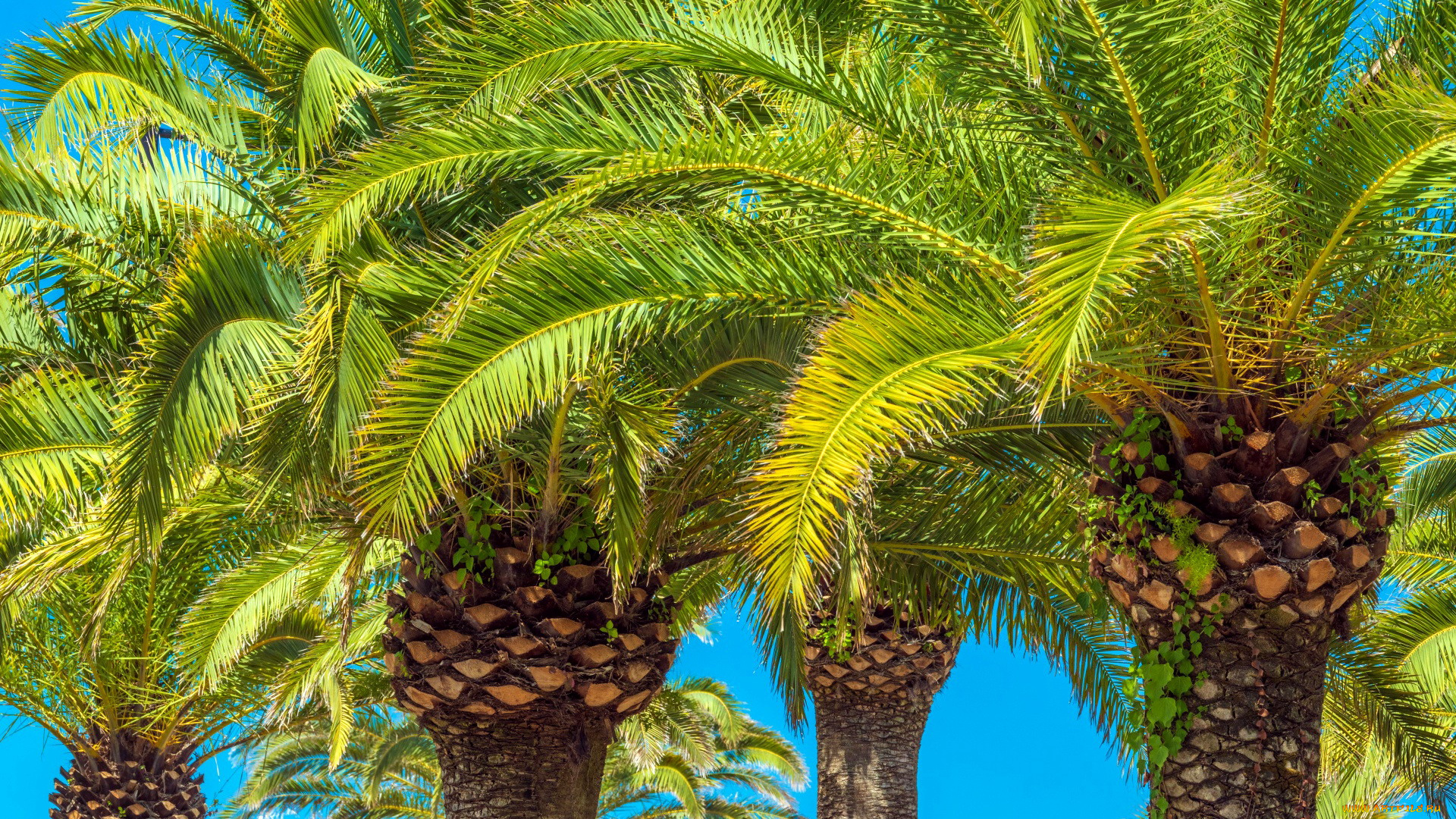 природа, деревья, пальма, тропики