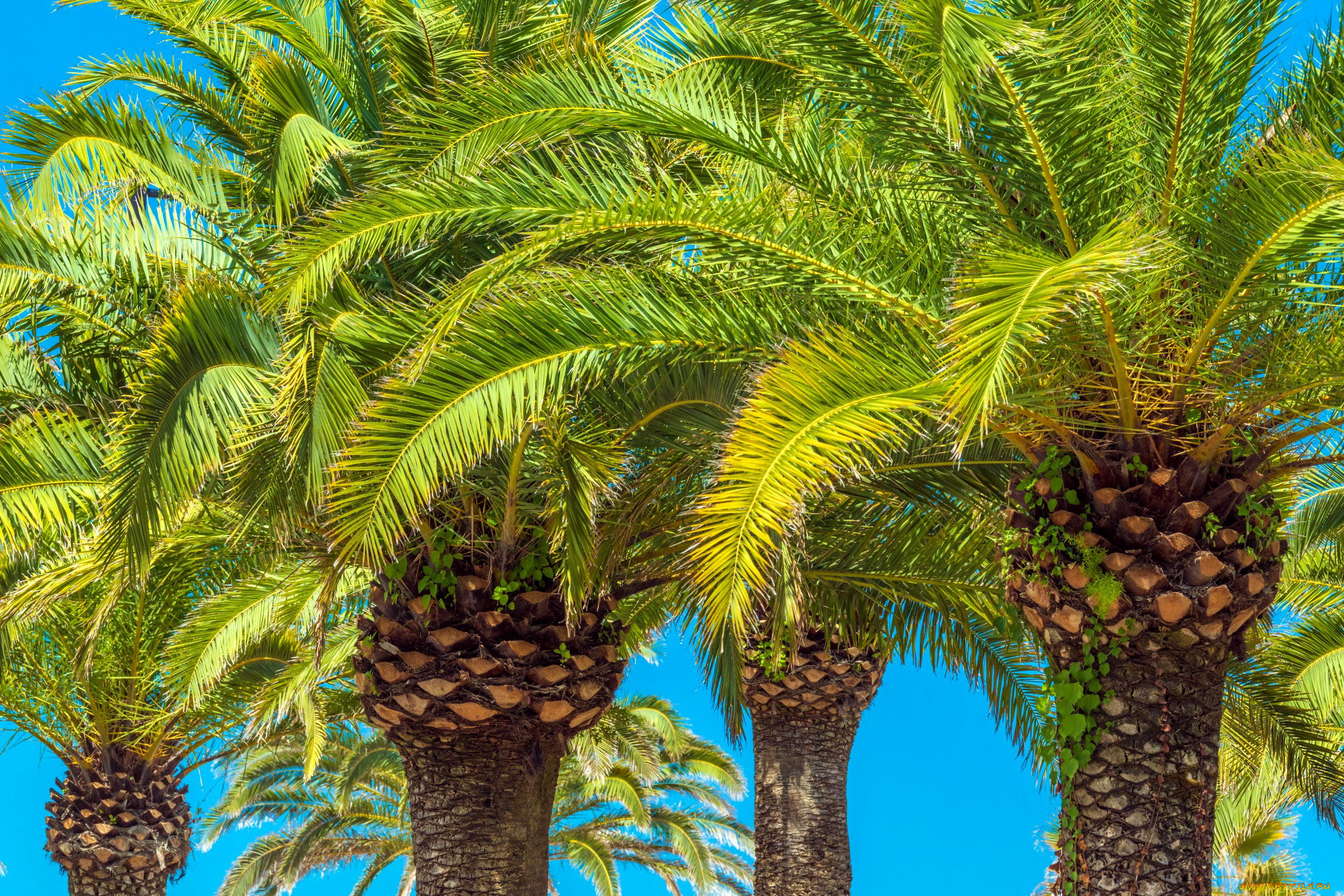 природа, деревья, пальма, тропики