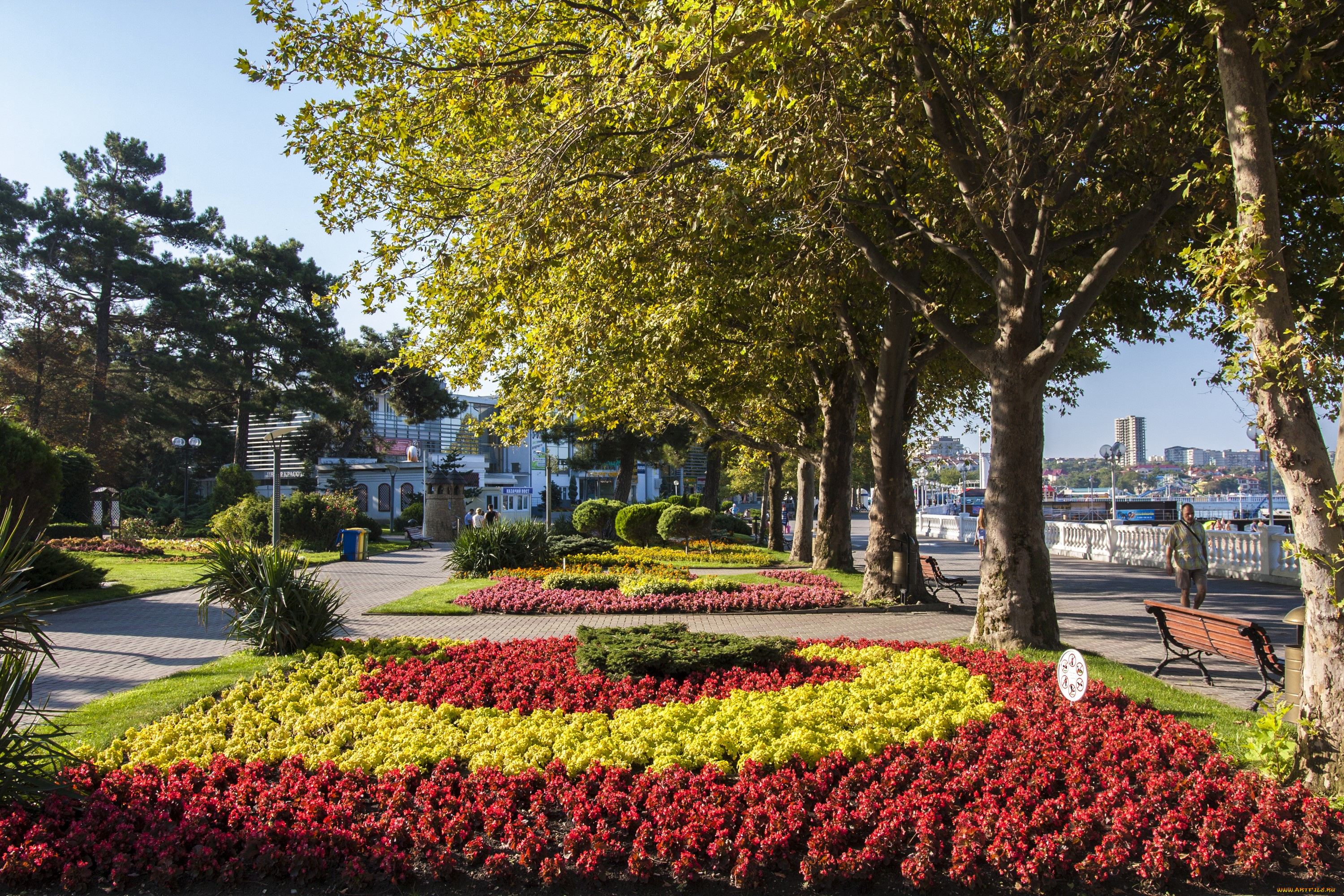 города, -, улицы, , площади, , набережные, геленджик, россия, парк, бегония, красoта