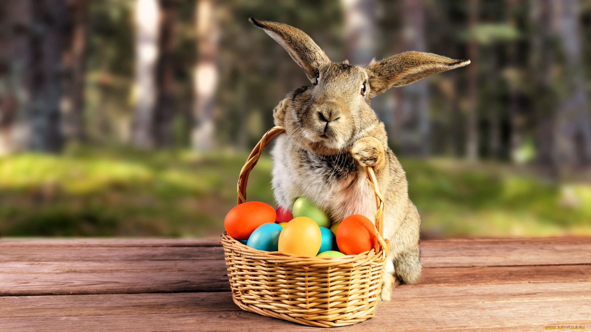 праздничные, пасха, кролик, корзина, яйца, лес