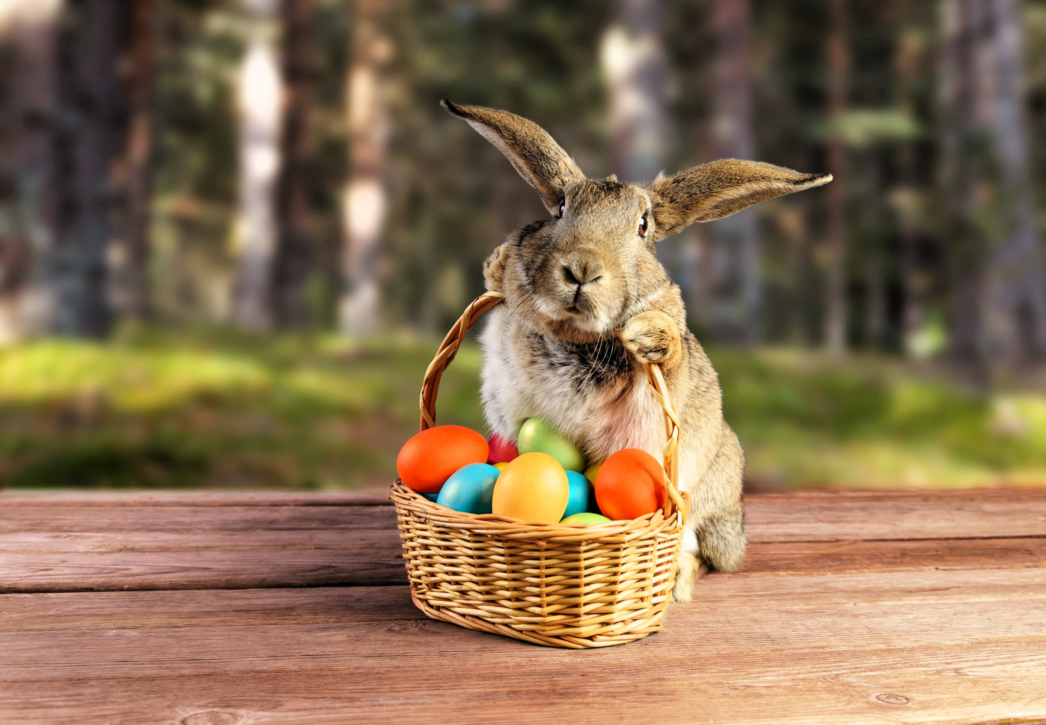 праздничные, пасха, кролик, корзина, яйца, лес