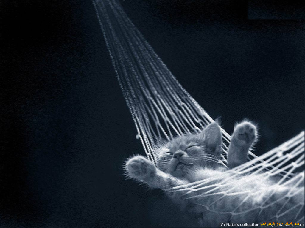 безмятежность, животные, коты