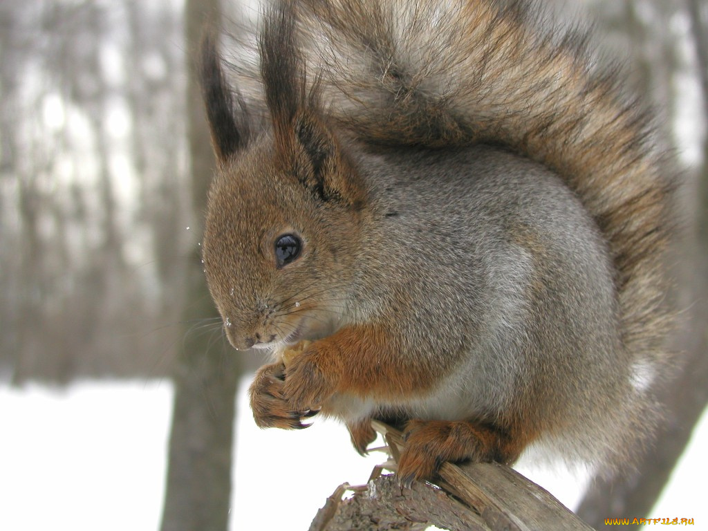 животные, белки