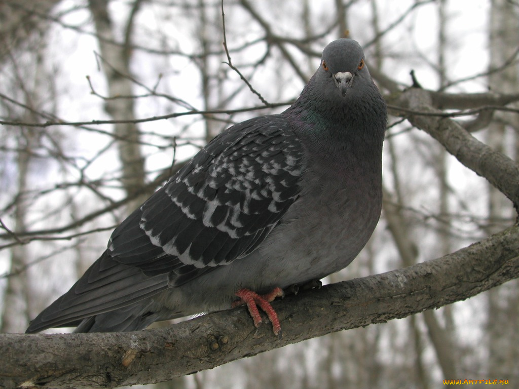 животные, голуби