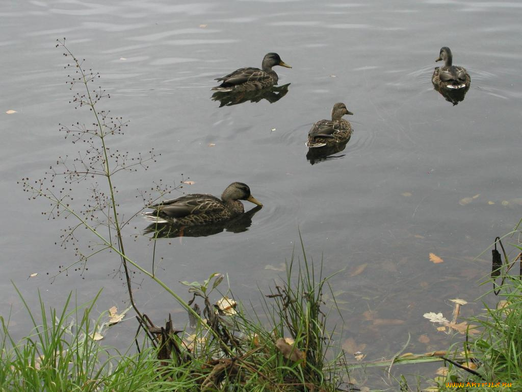 животные, утки