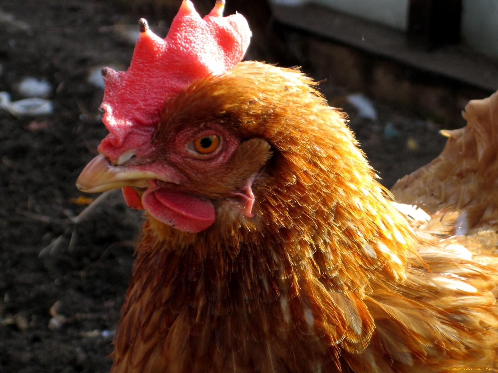 курочки, животные, куры, петухи