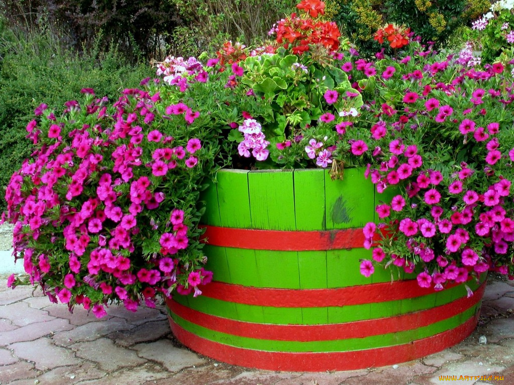 цветы, петунии, калибрахоа