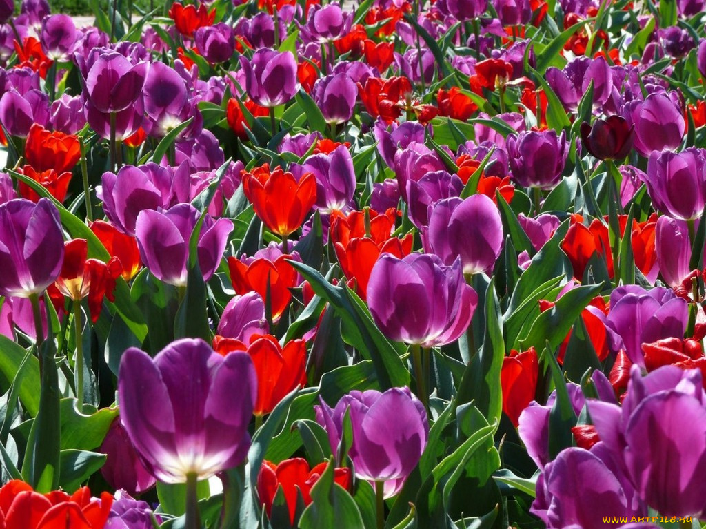 цветы, тюльпаны