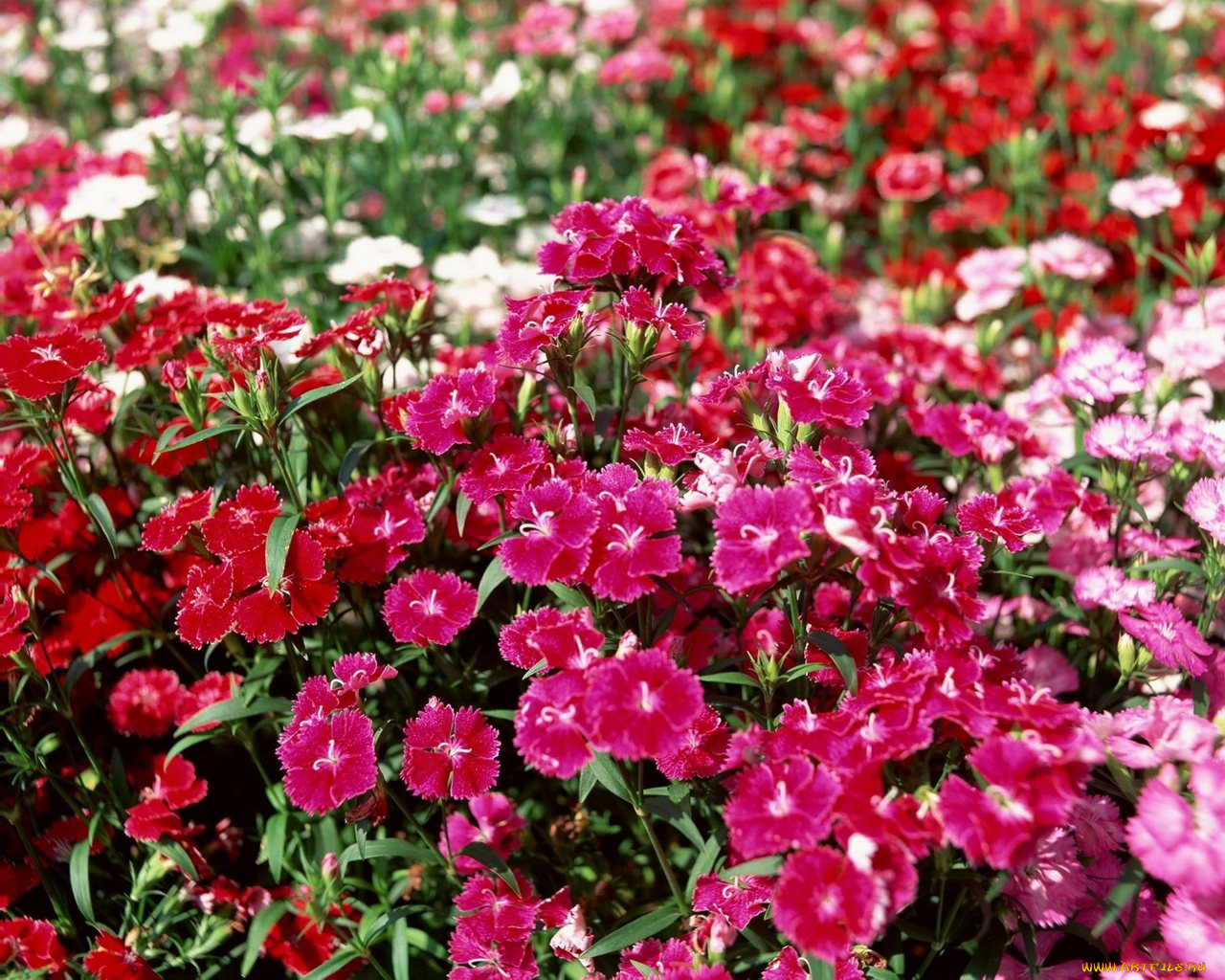 цветы, гвоздики