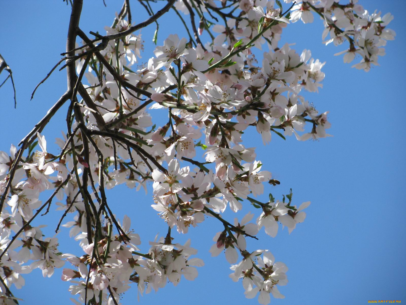 цветы, цветущие, деревья, кустарники