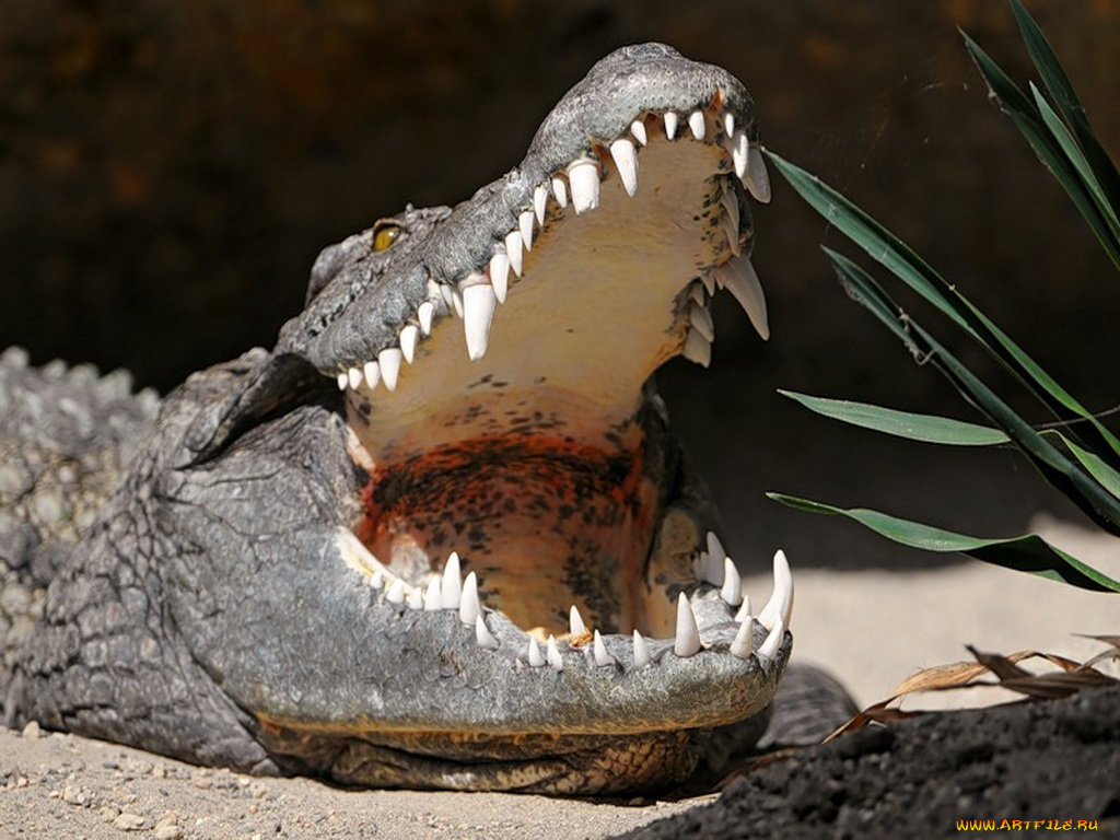 животные, крокодилы