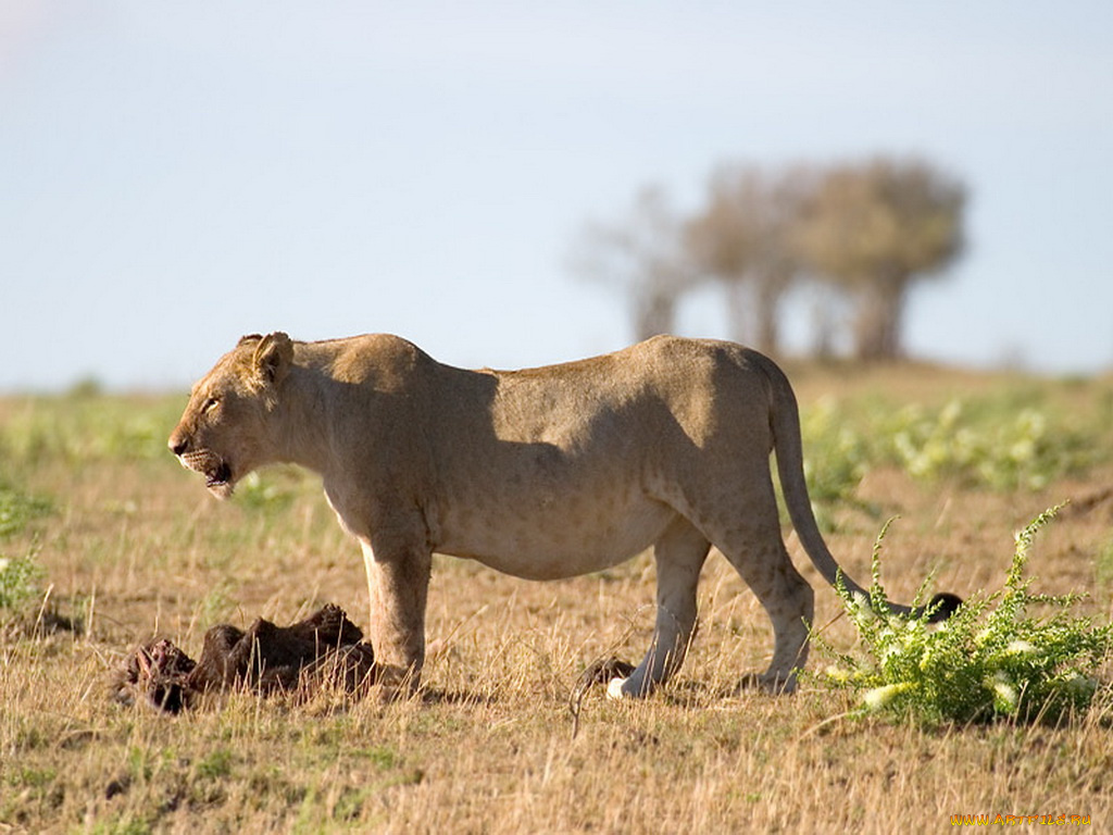 животные, львы