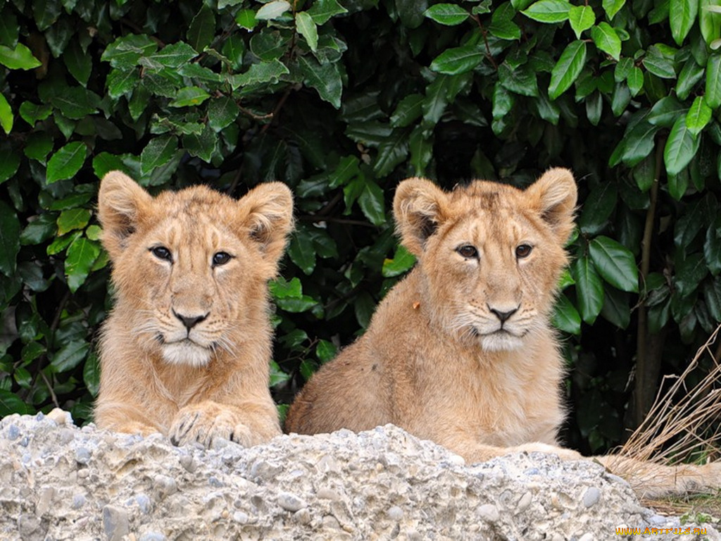 животные, львы