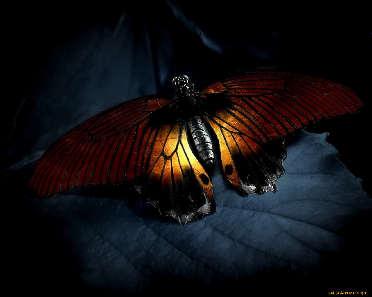 животные, бабочки