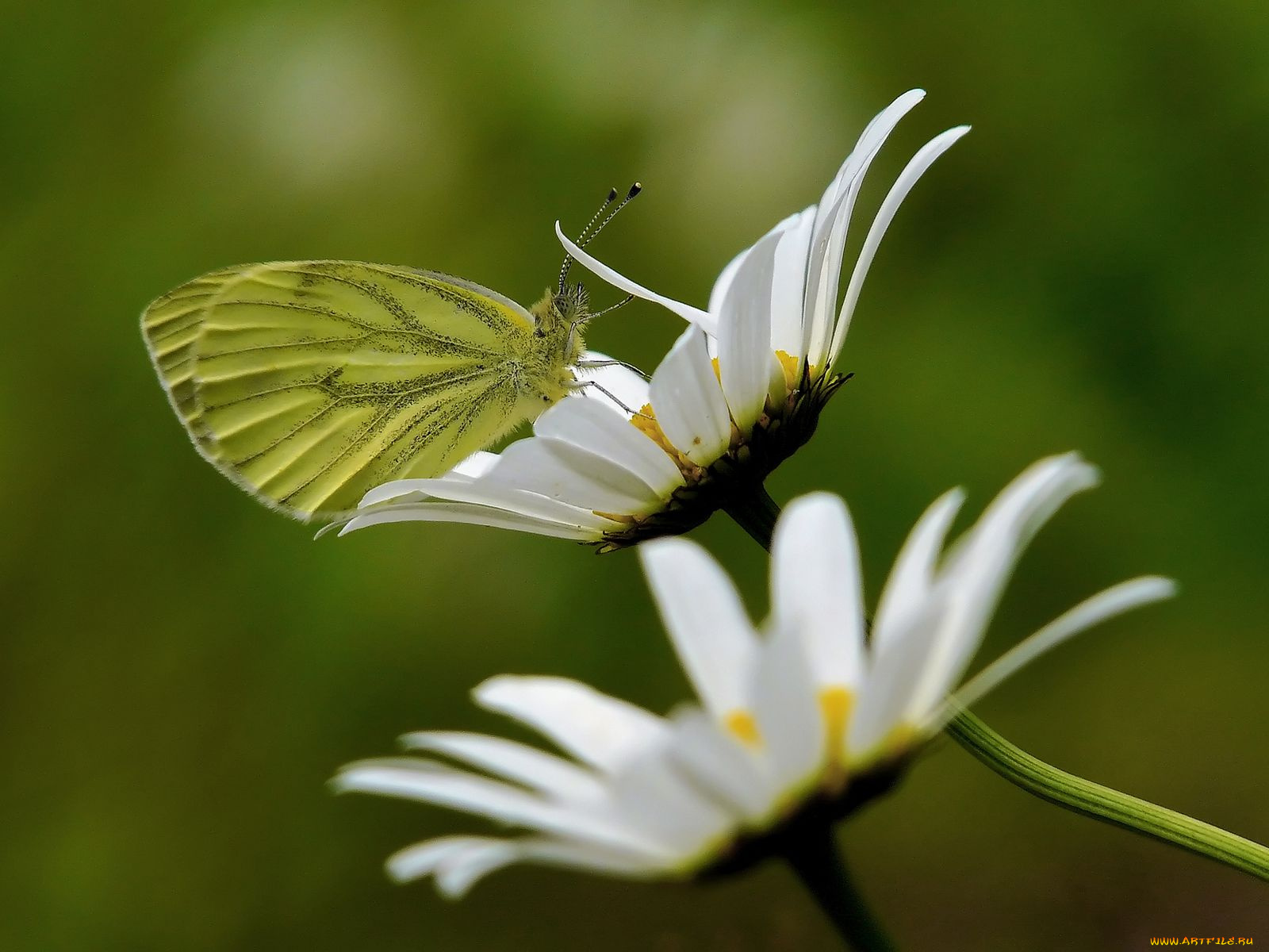 животные, бабочки