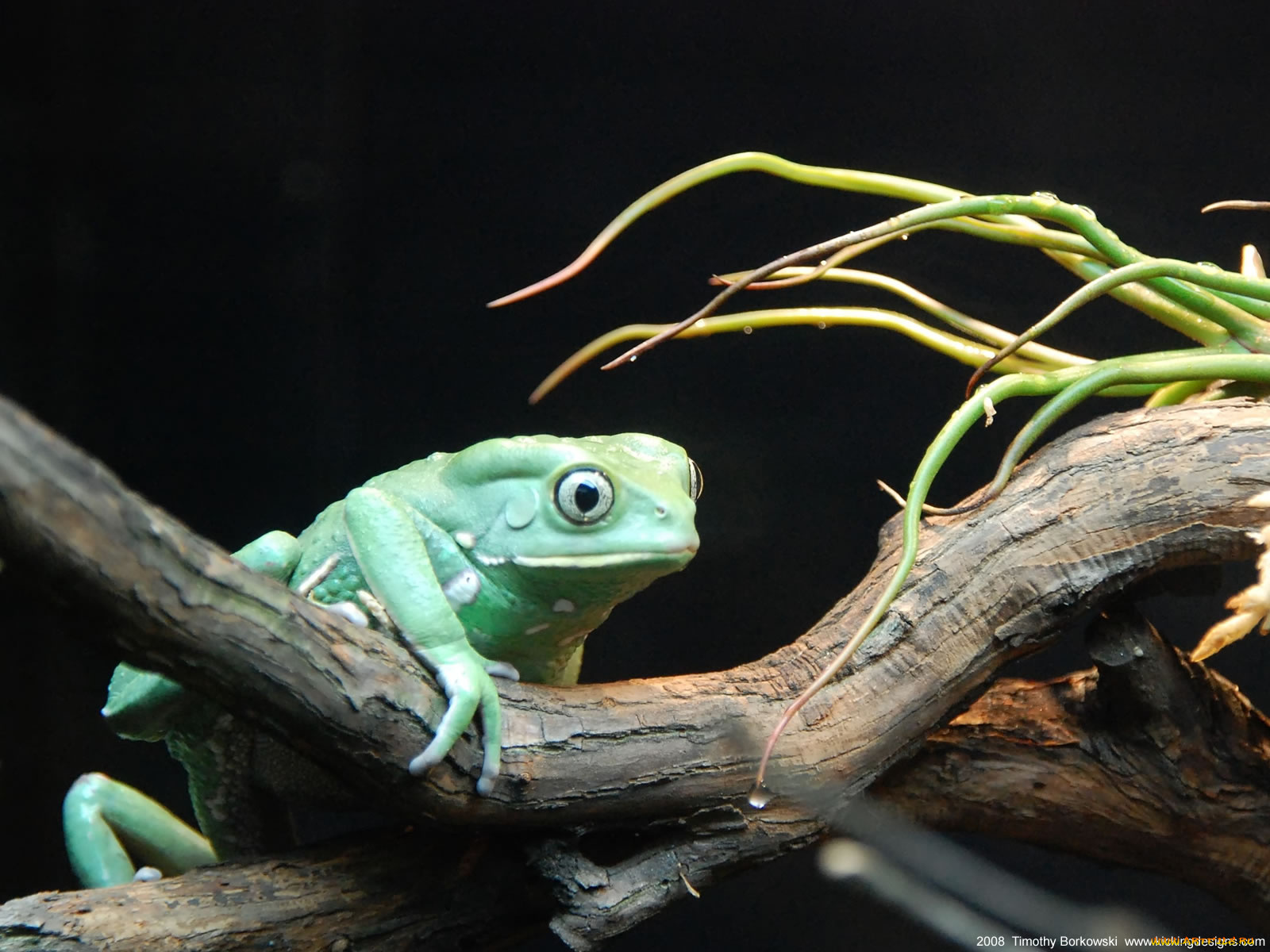 животные, лягушки