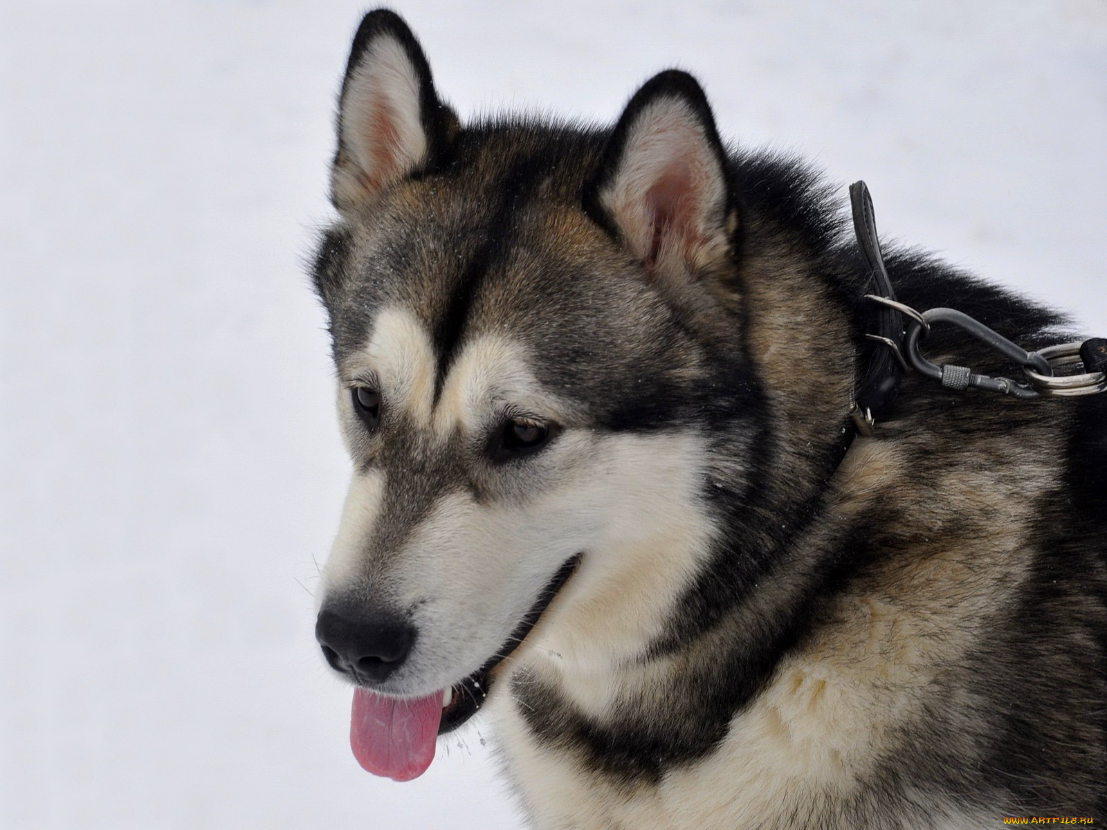 животные, собаки