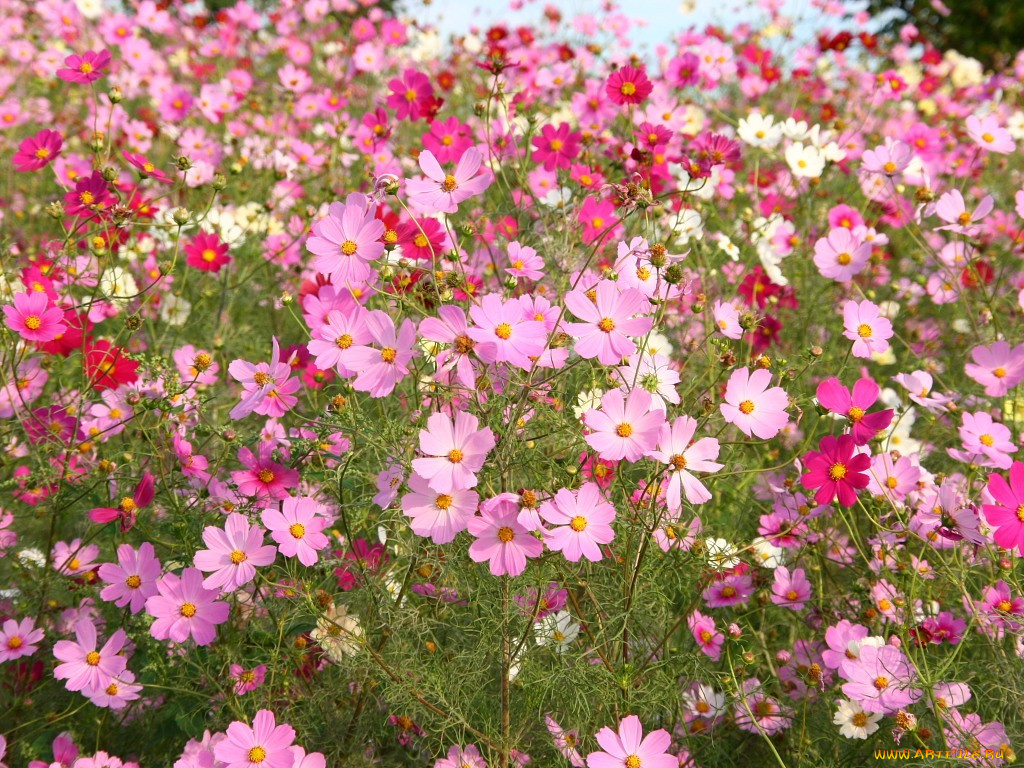 цветы, космея