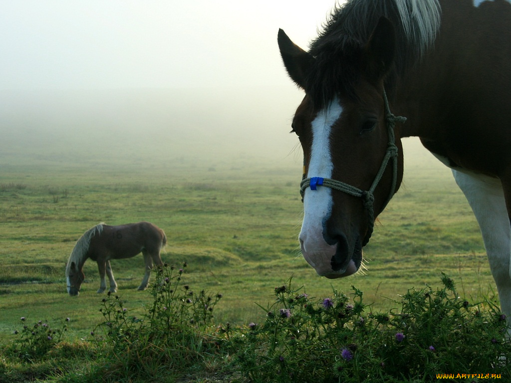 животные, лошади