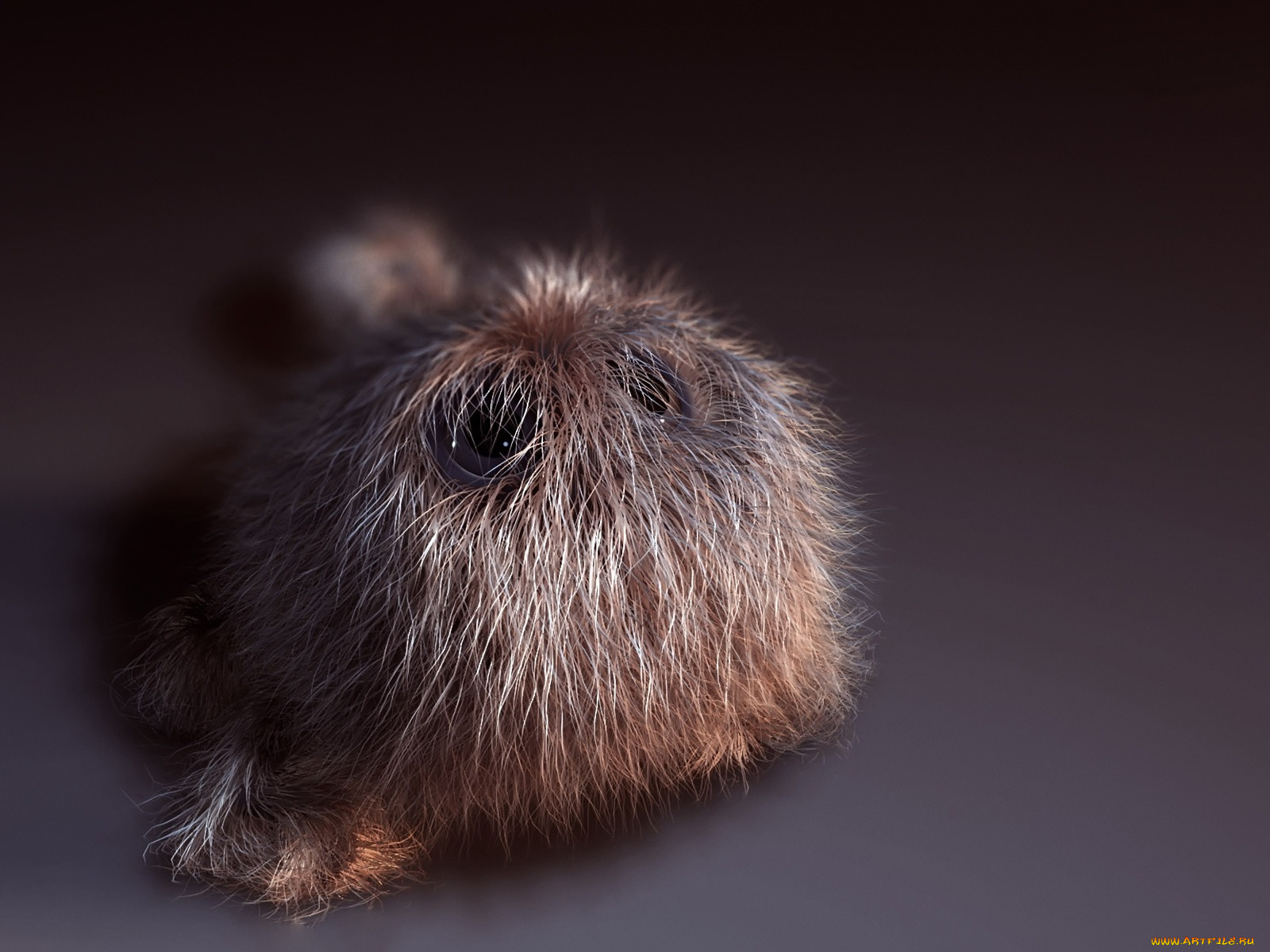 юмор, приколы, непонятная, зверюга