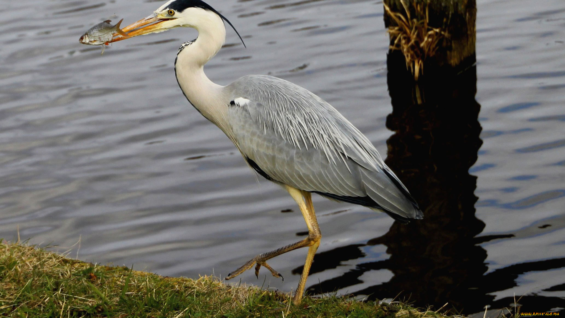 животные, цапли