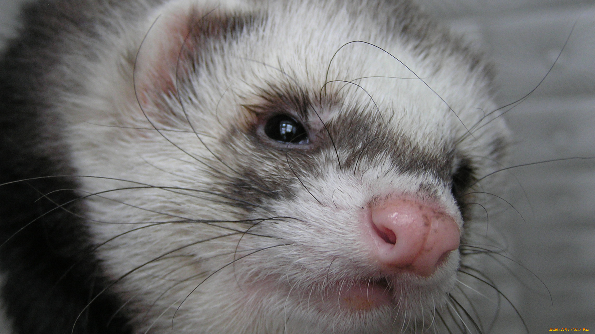 животные, хорьки, ласки, соболи, горностаи, куницы