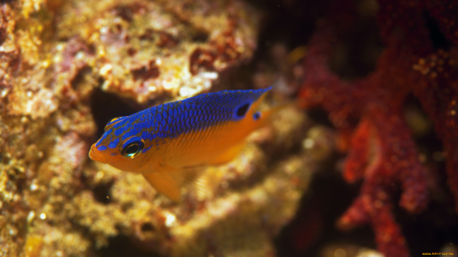 животные, рыбы