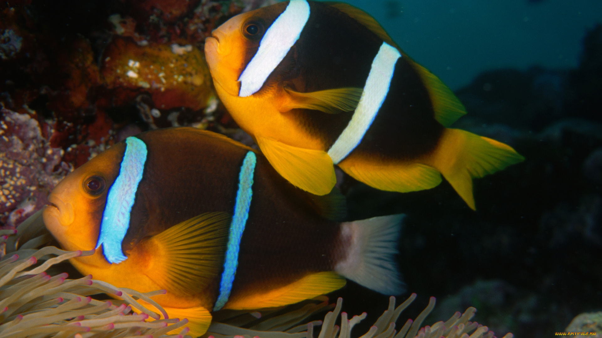 животные, рыбы