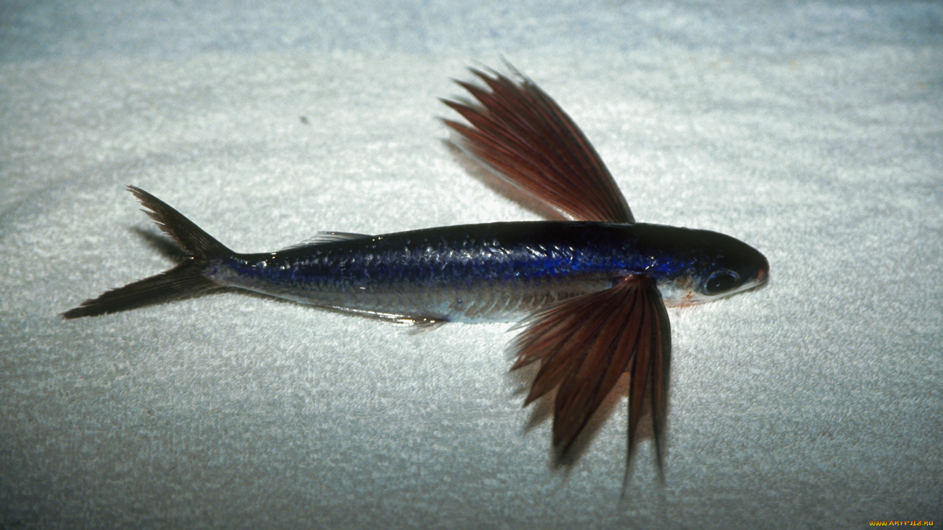 животные, рыбы