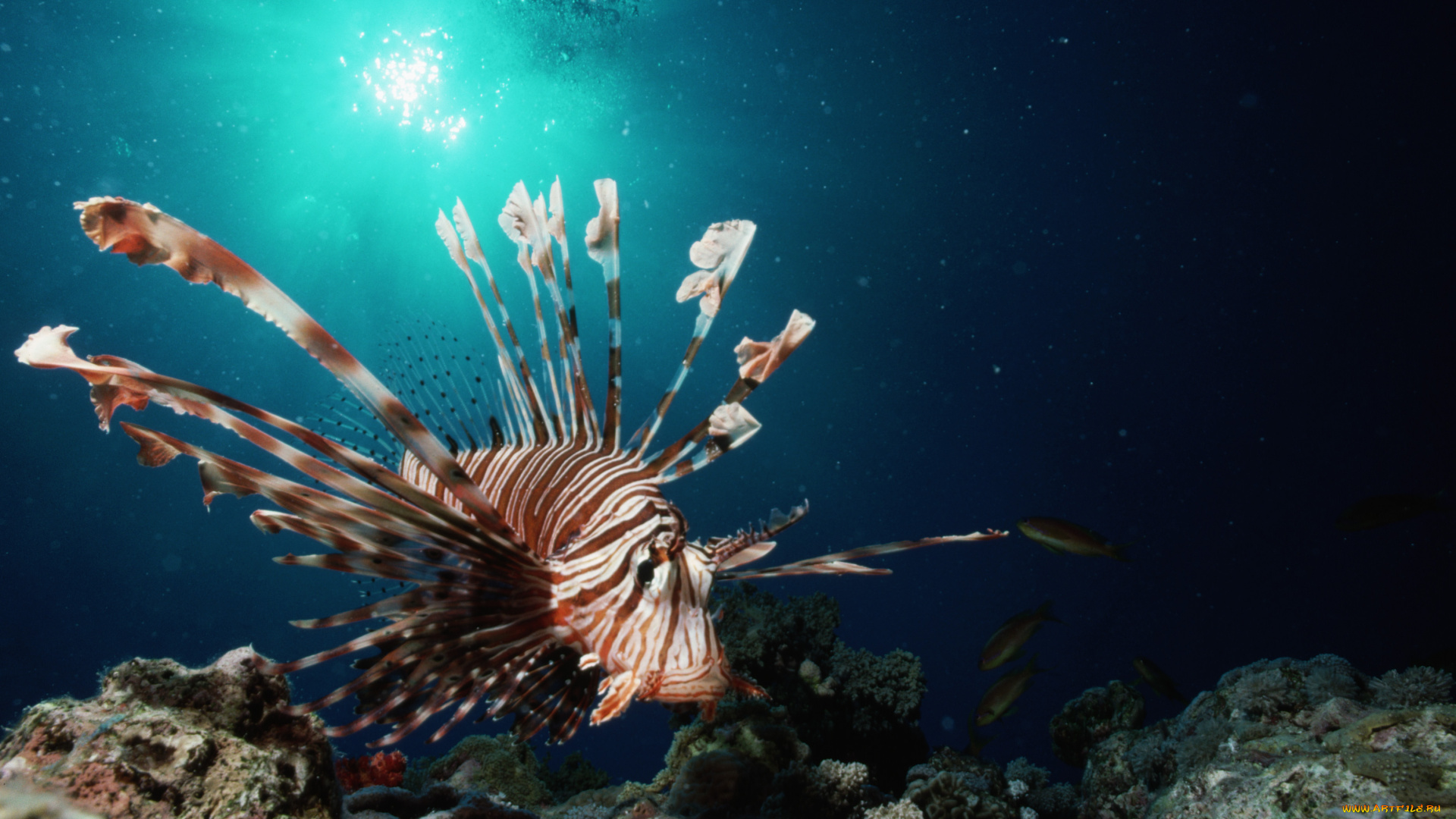 животные, рыбы