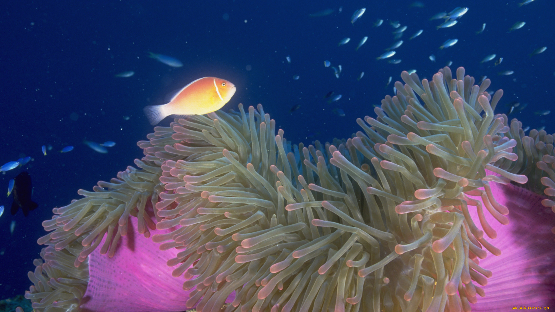 животные, рыбы