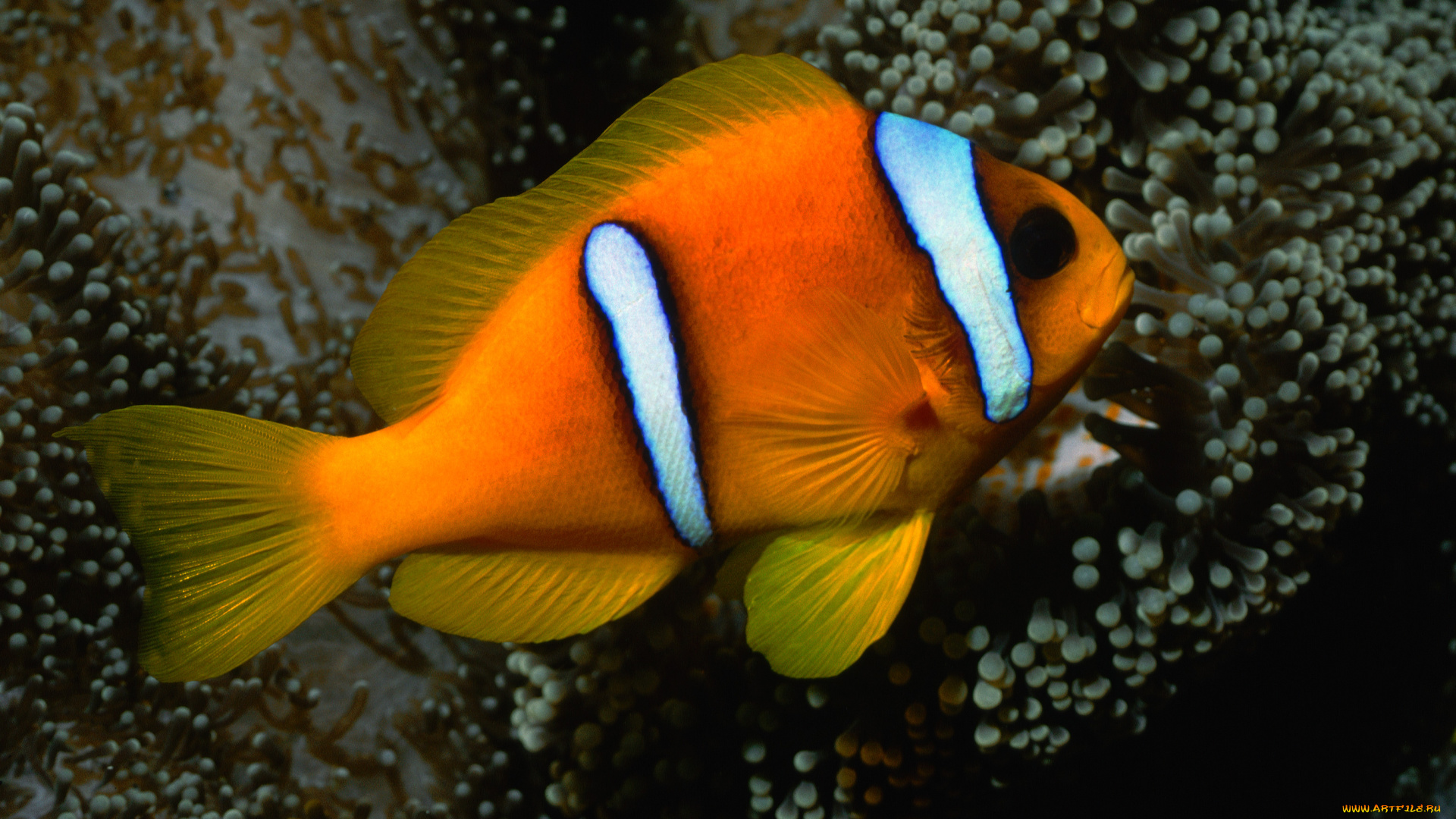 животные, рыбы