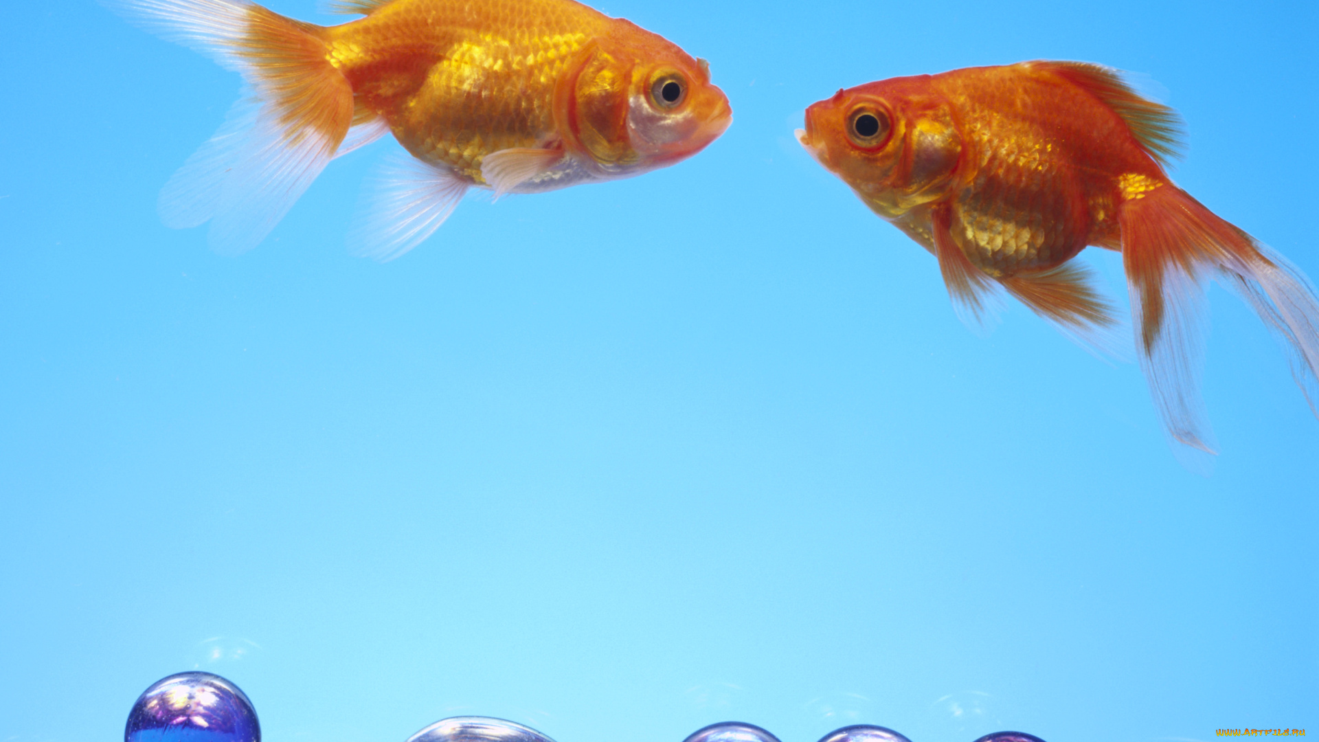 животные, рыбы