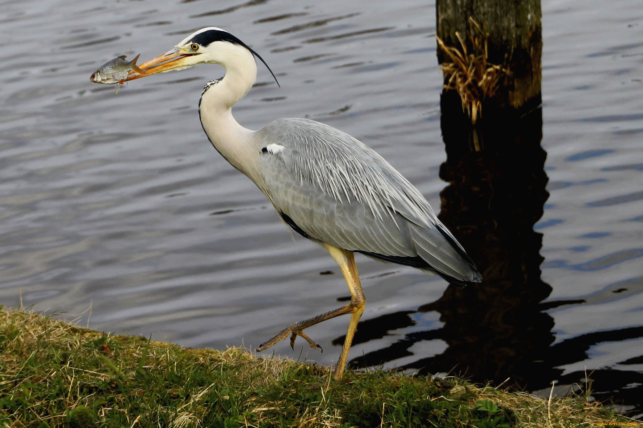 животные, цапли