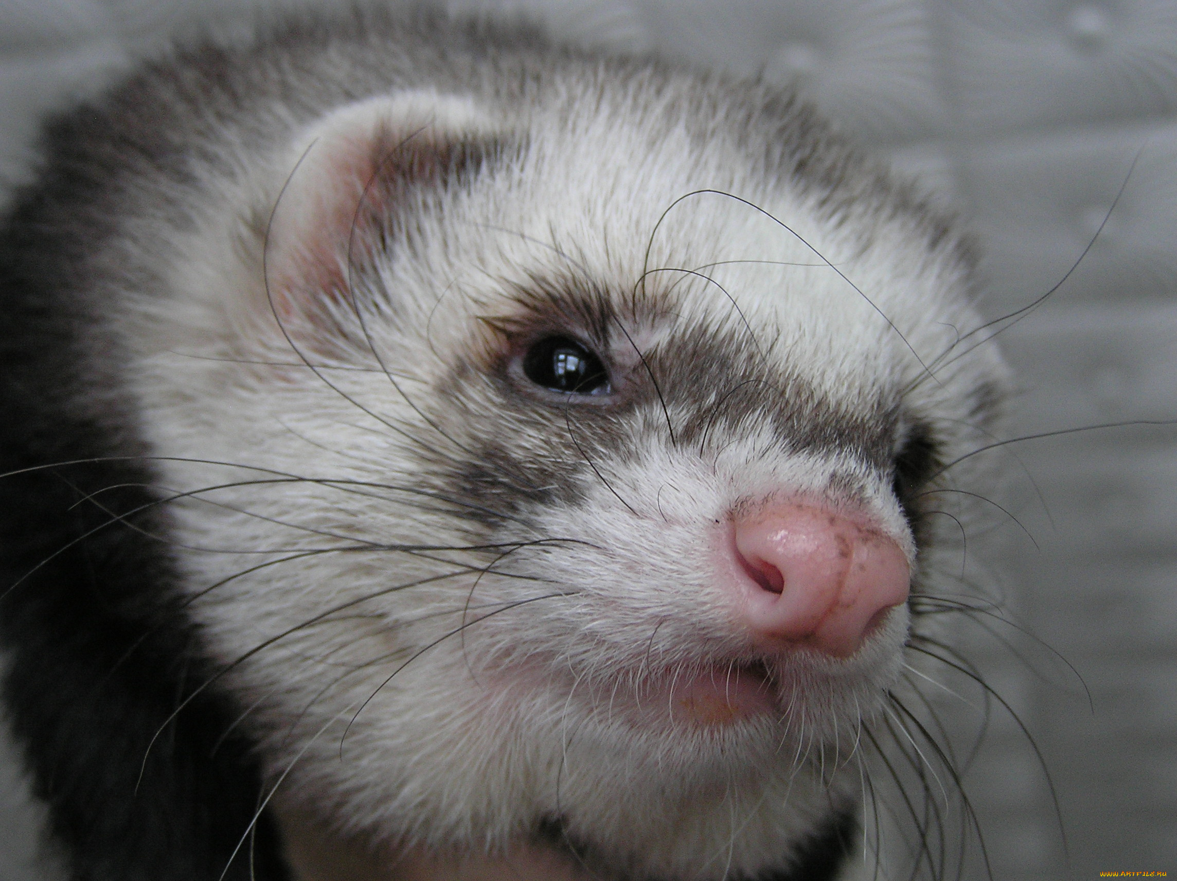 животные, хорьки, ласки, соболи, горностаи, куницы