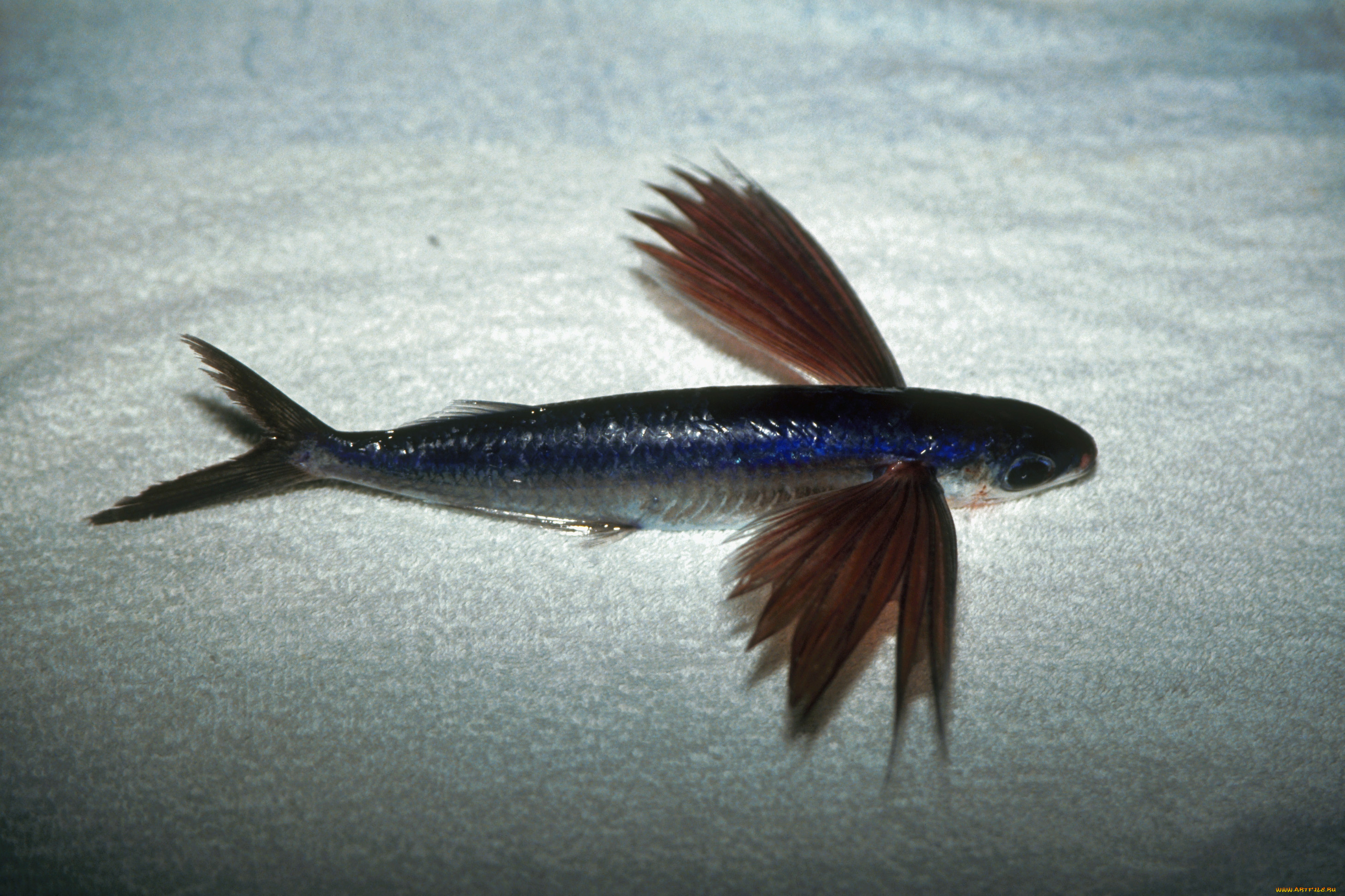 животные, рыбы